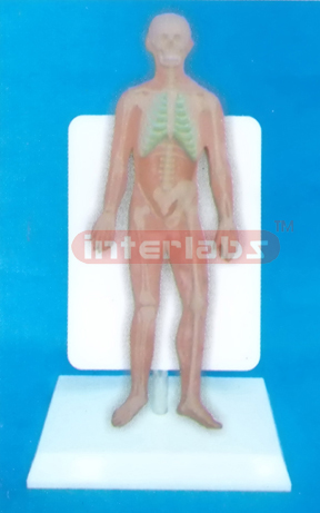 35CM TALL HUMAN SKELETON MODEL WITH DESCRIPTION PLATE